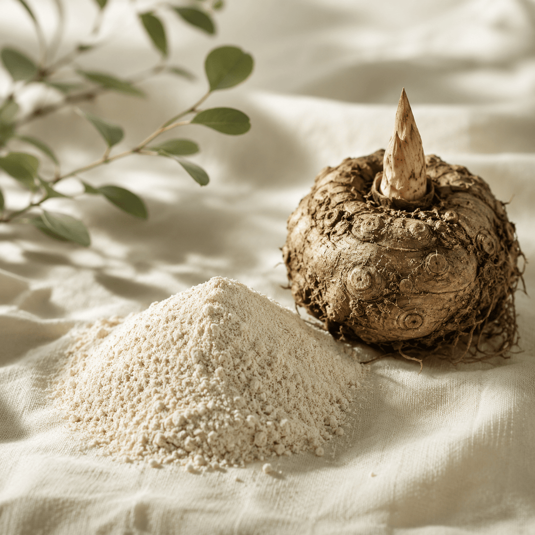 Konjac root powder on cream linen — explaining what glucomannan is, where it comes from and why it must be taken with water